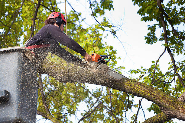 How Our Tree Care Process Works  in  Ohkay Owingeh, NM